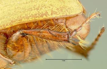 Media type: image;   Entomology 34493 Aspect: hind tibia